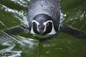 Pinguin im Vogelpark Walsrode